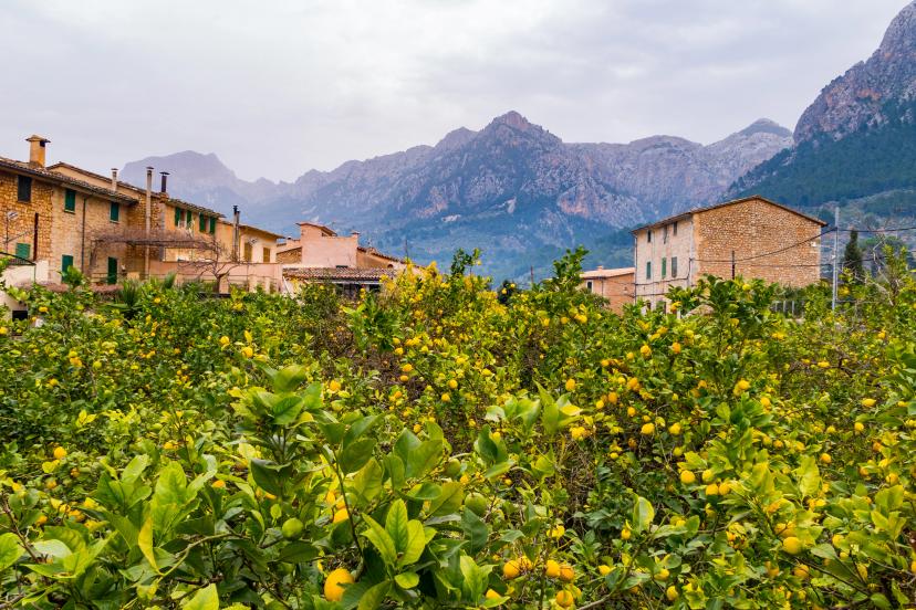 Soller image 1