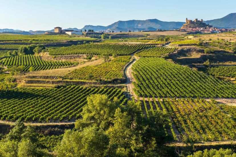 Gourmettur i Rioja-vinodlingarna