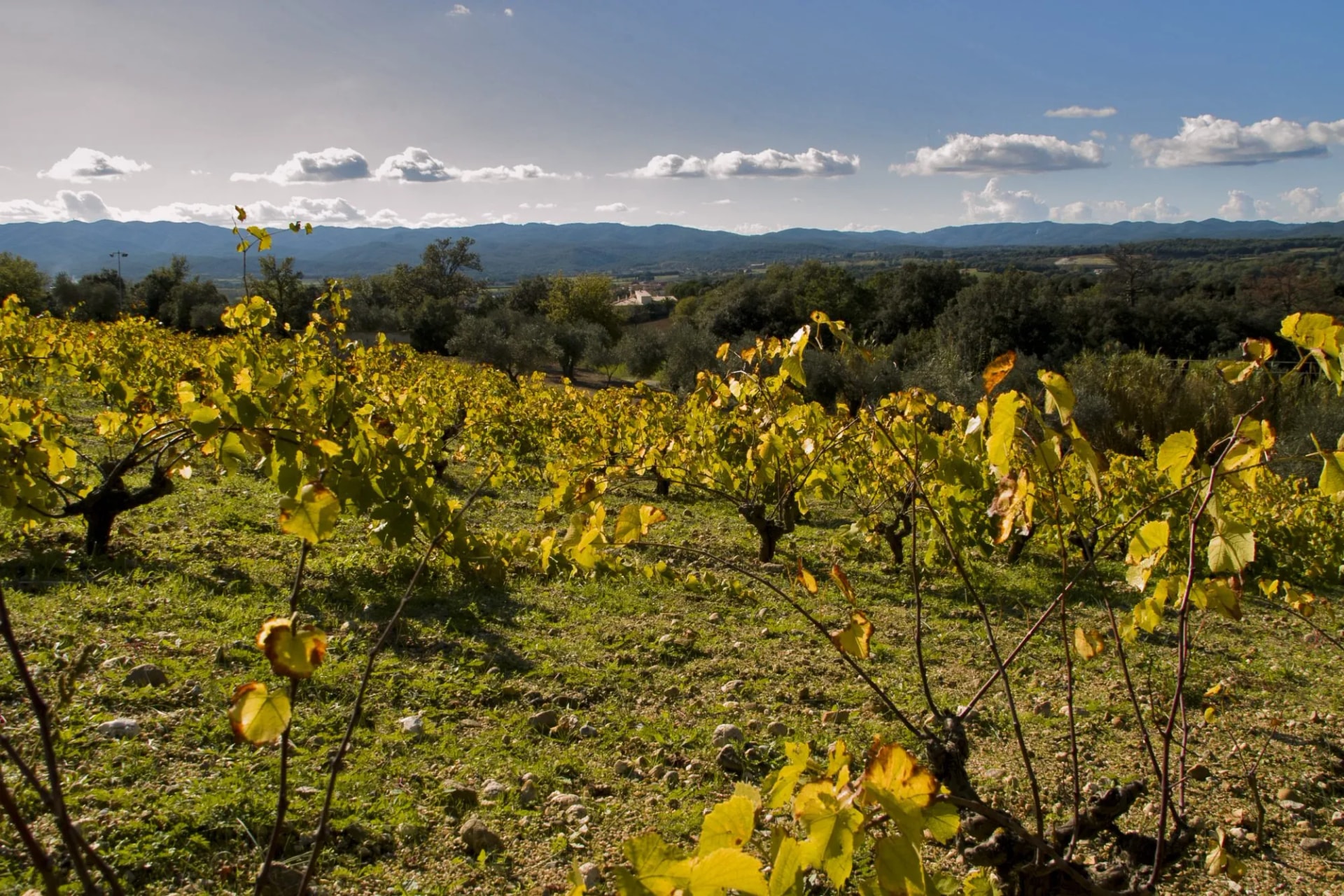 empordà vineyard