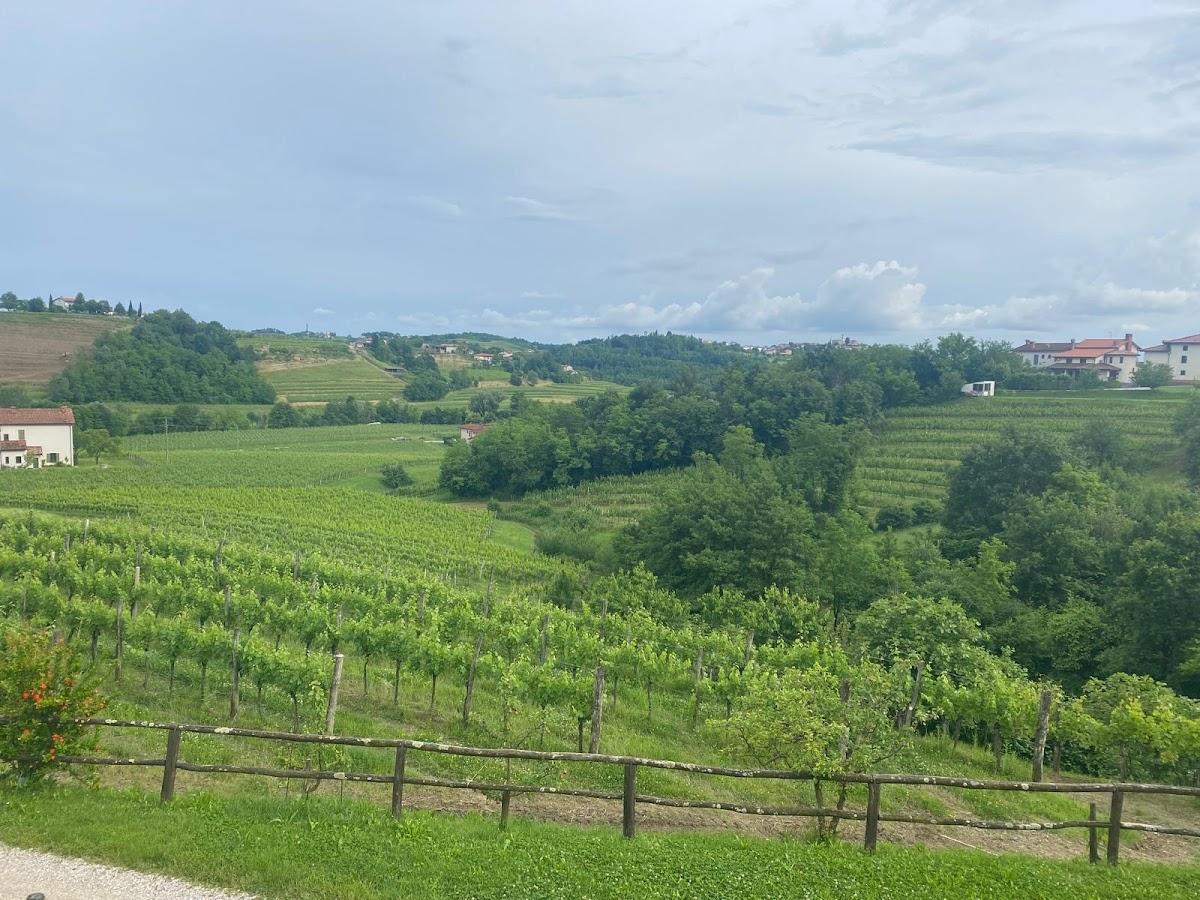 Lush green vineyard landscape with rolling hills, trees, and scattered houses under a cloudy sky.