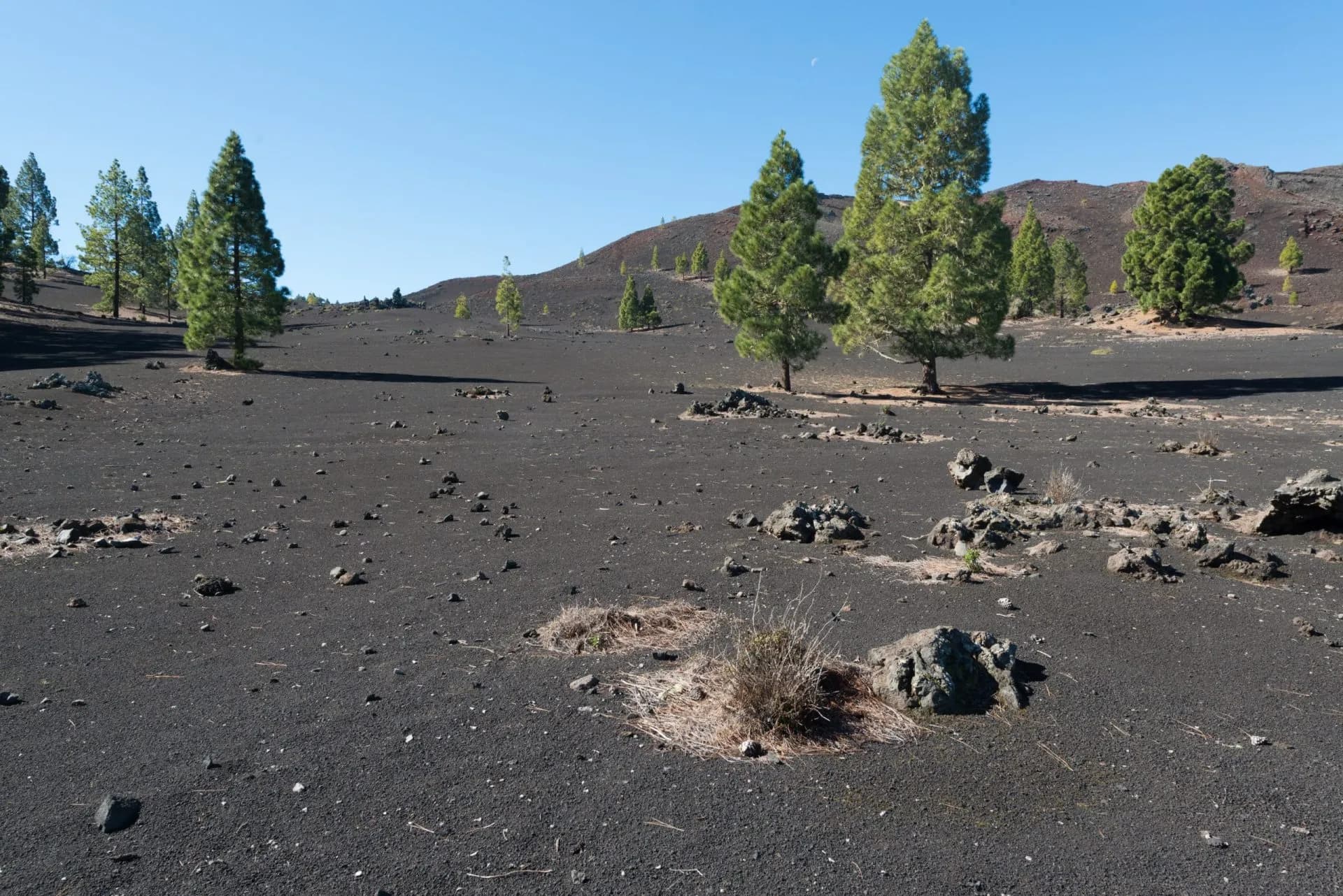 Landschaft auf dem Vulkan Chinyero, Teneriffa, Spanien