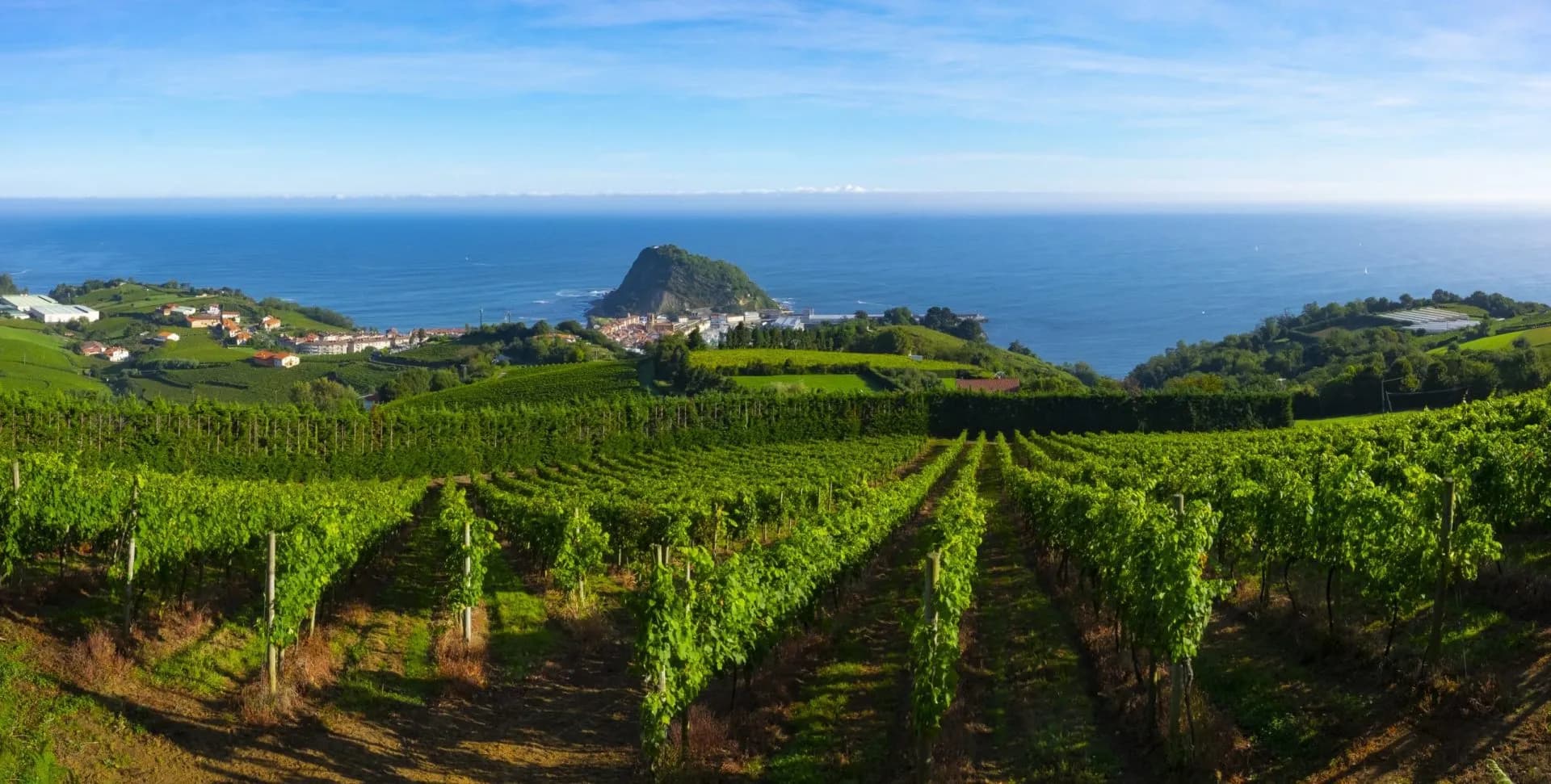Vineyards and wine production with the Cantabrian sea in the background, Getaria Spain