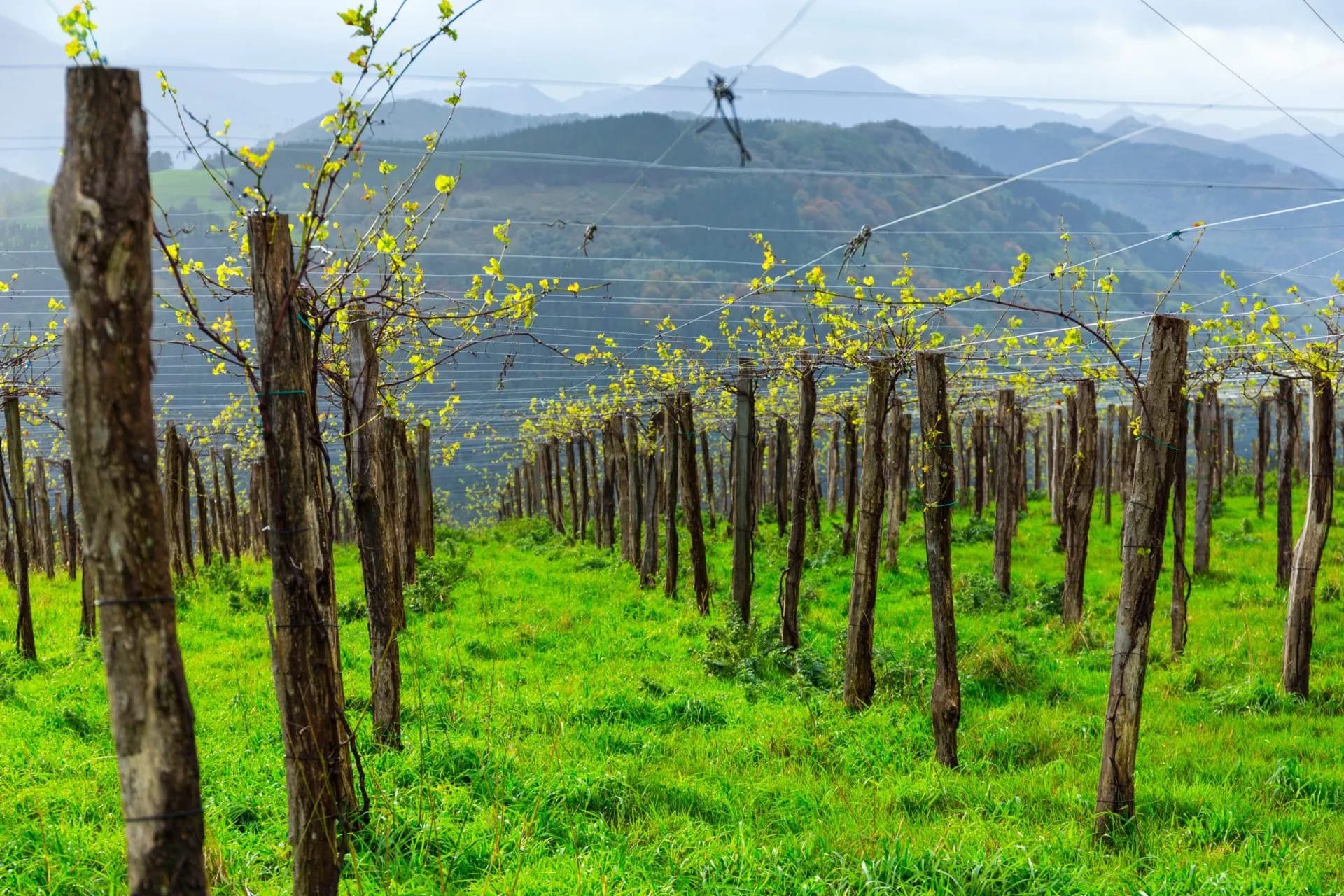 Txakoli vines, Pagoeta Natural Park, Gipuzkoa, Basque Country, Spain, Europe