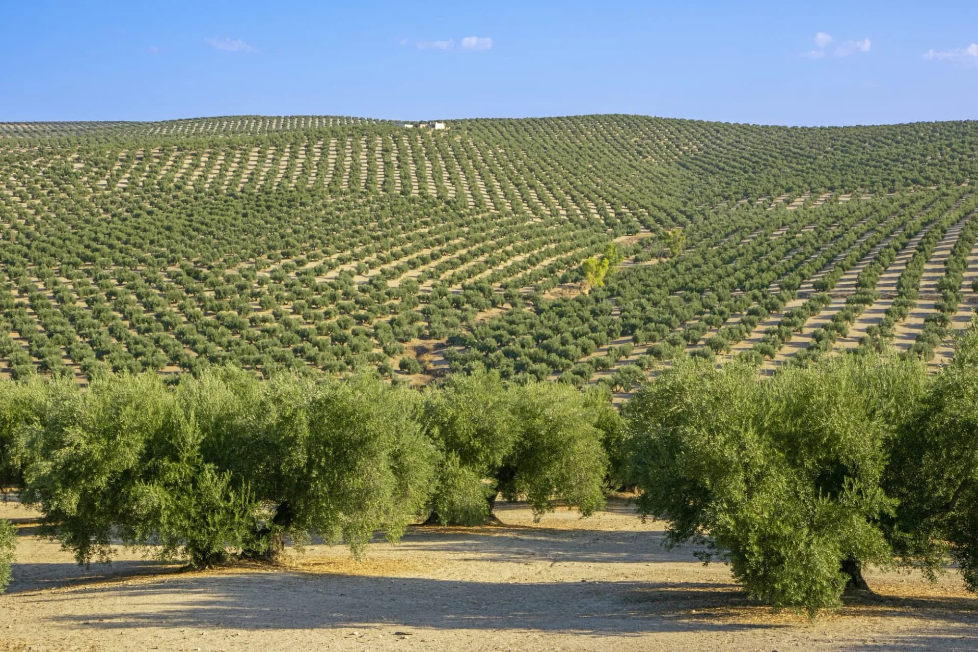 Vast olive grove on a rolling hill near the Guadalquivir River under a blue sky.