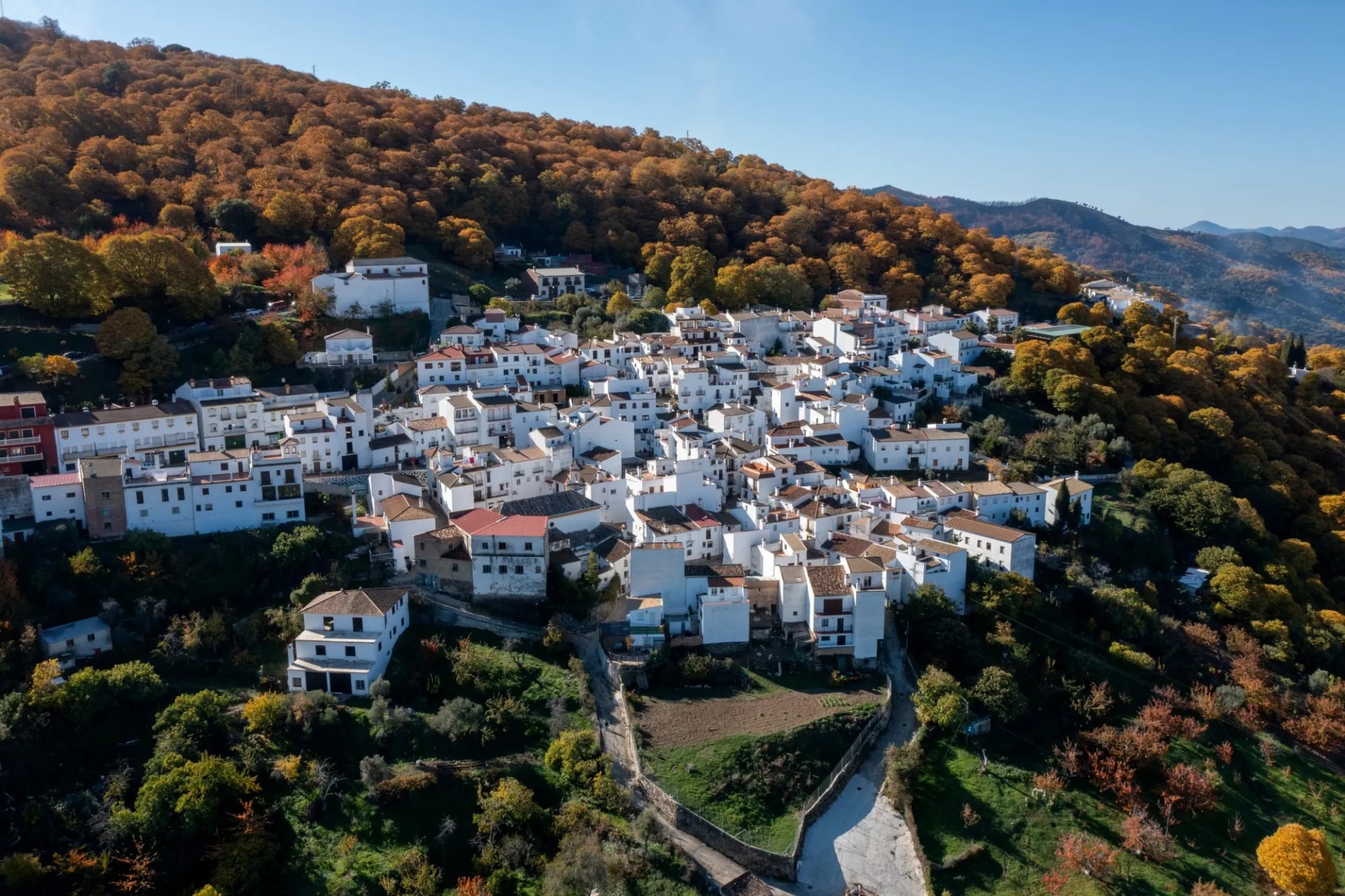 Pujerra andalusia