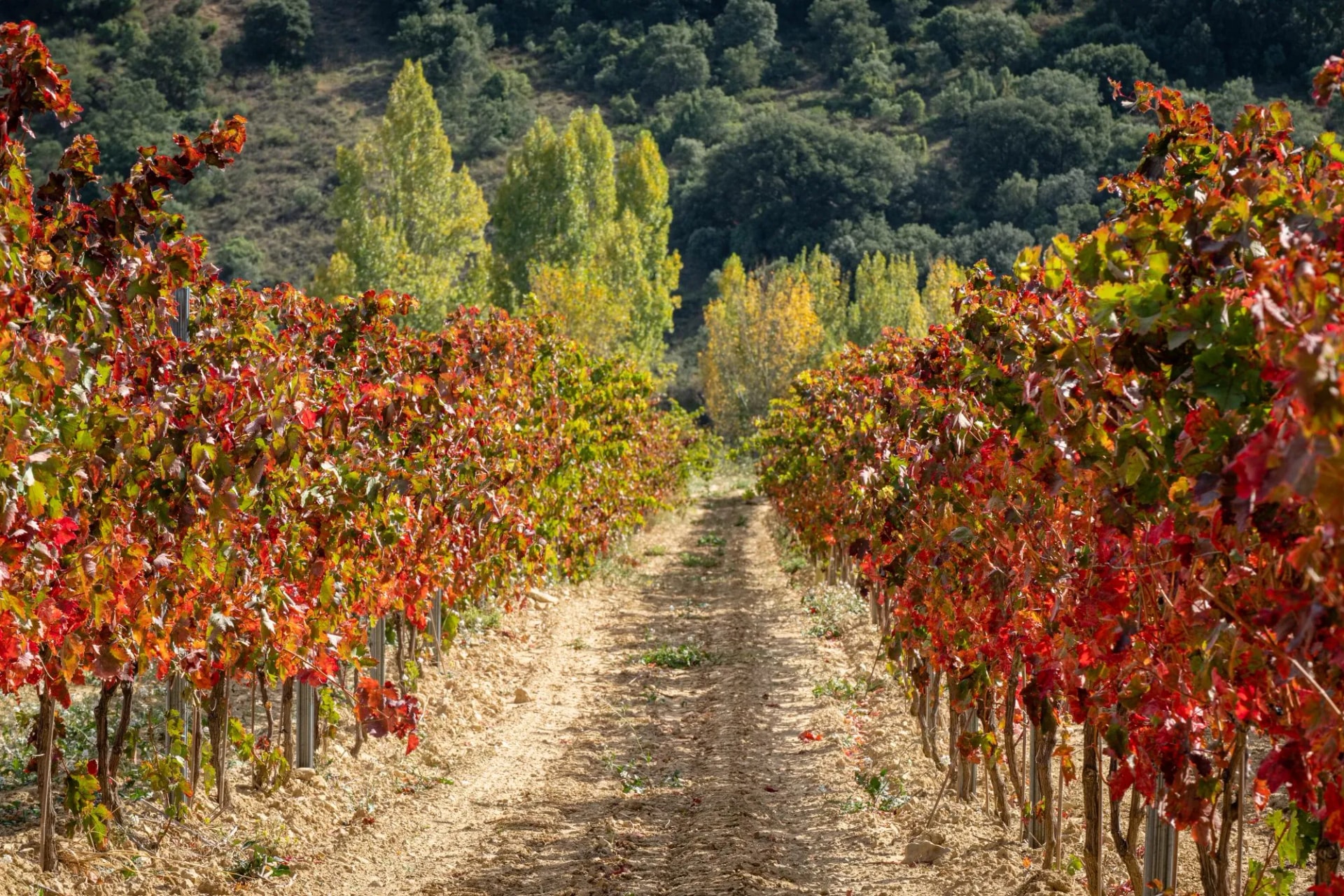 Laguardia vineyards
