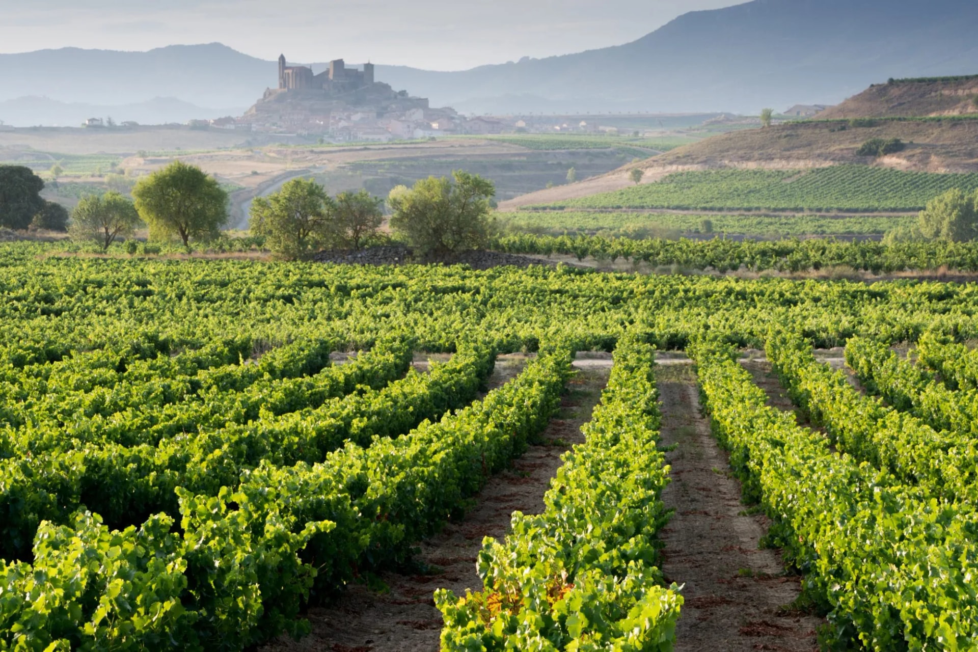 Vineyard La Rioja