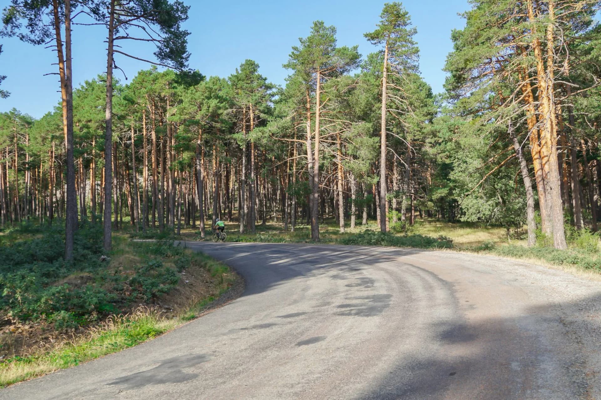 Sierra de Albarracin pine trees road