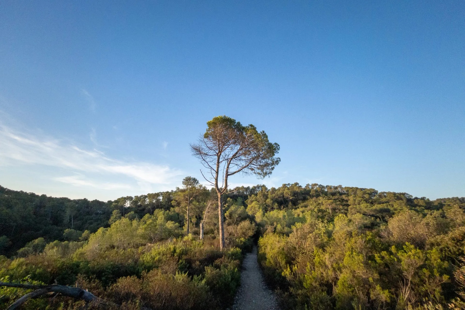 Collserola natural park road