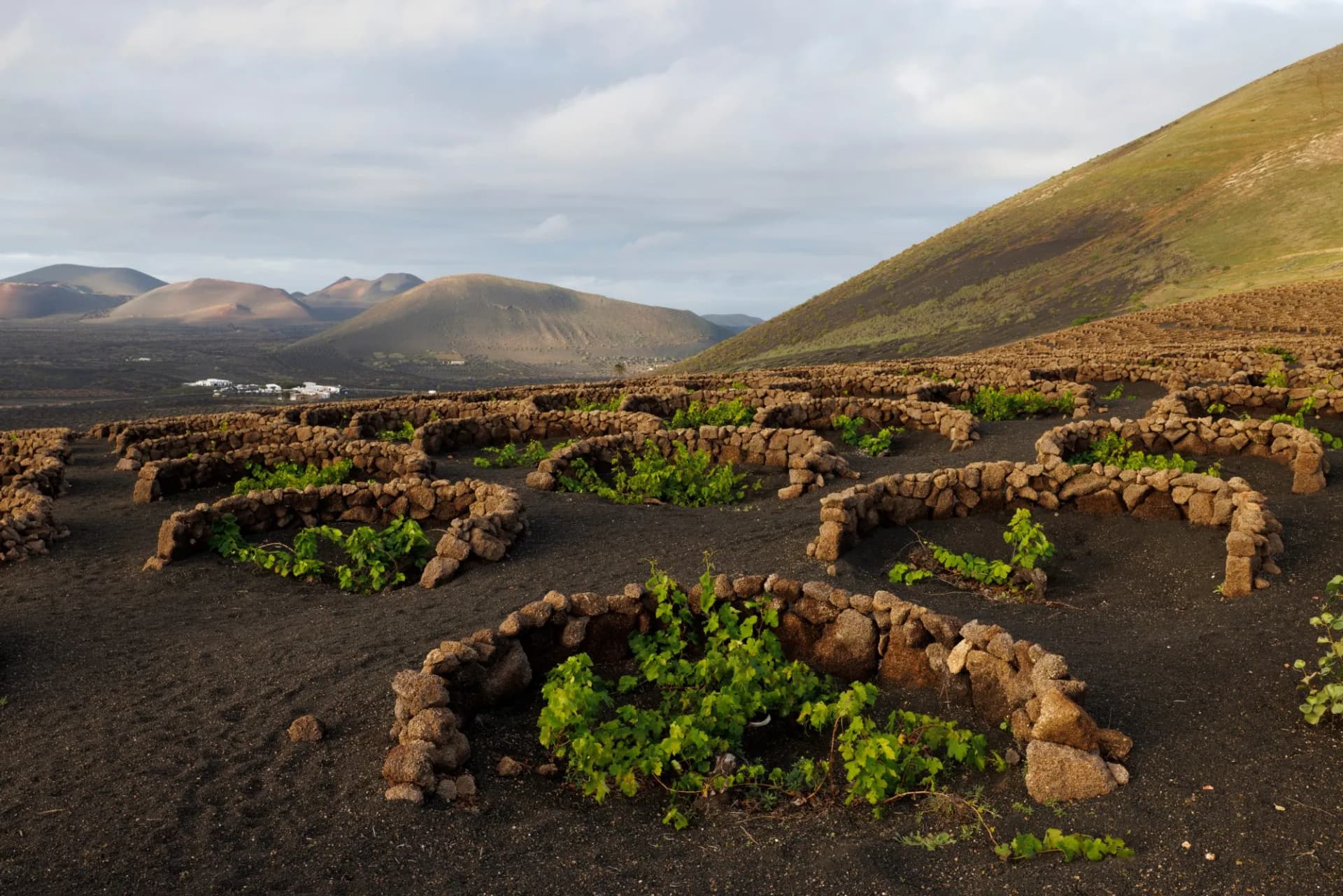 volcanic wineyards from aerial view