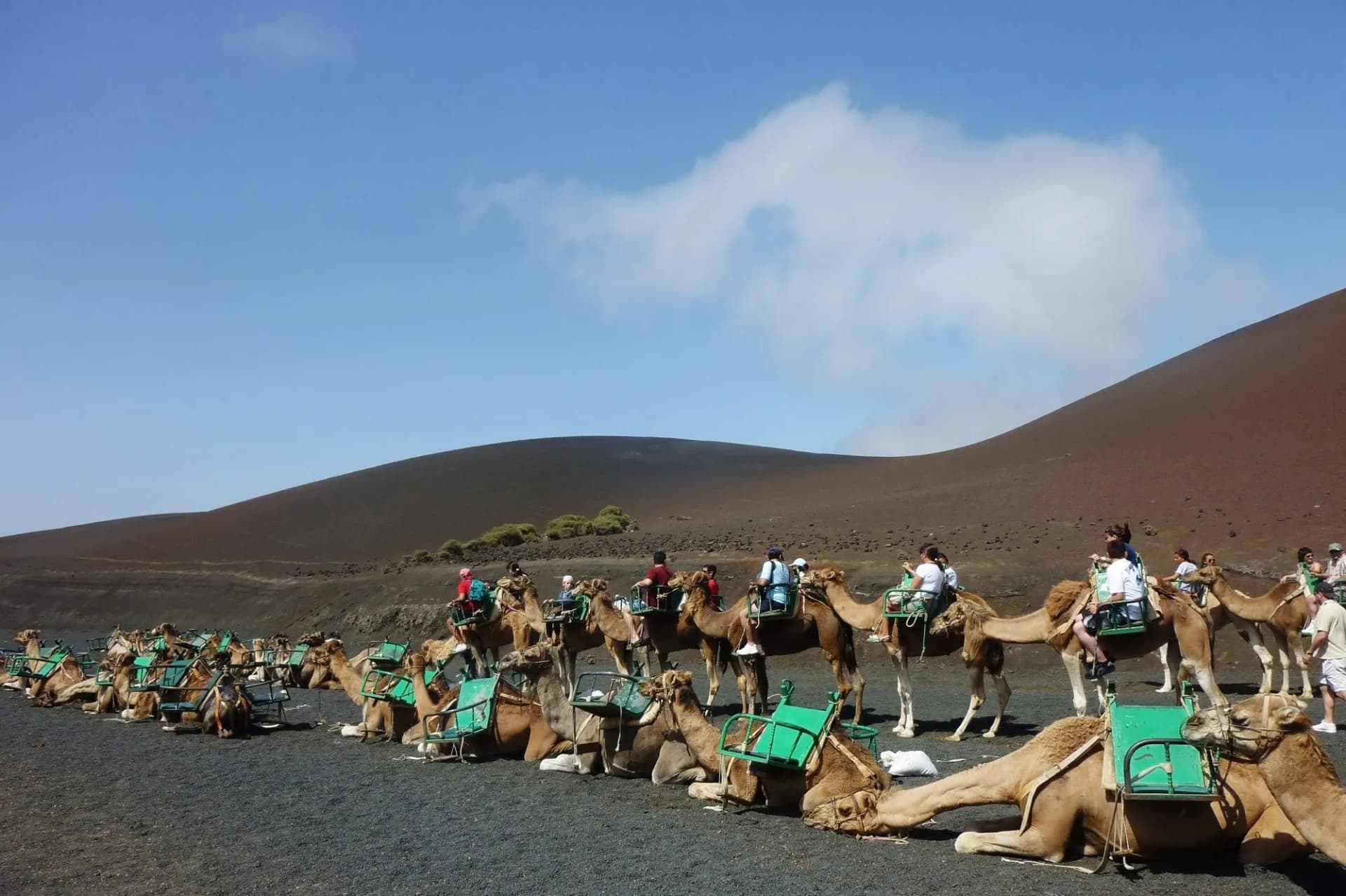 Camels Parque Nacional de Timanfaya (Lazarote)