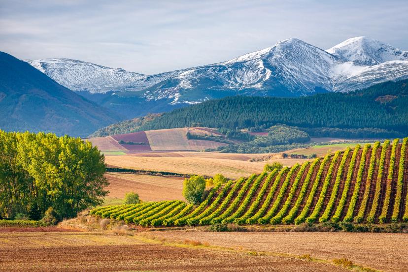 Vineyards of Rioja image 1