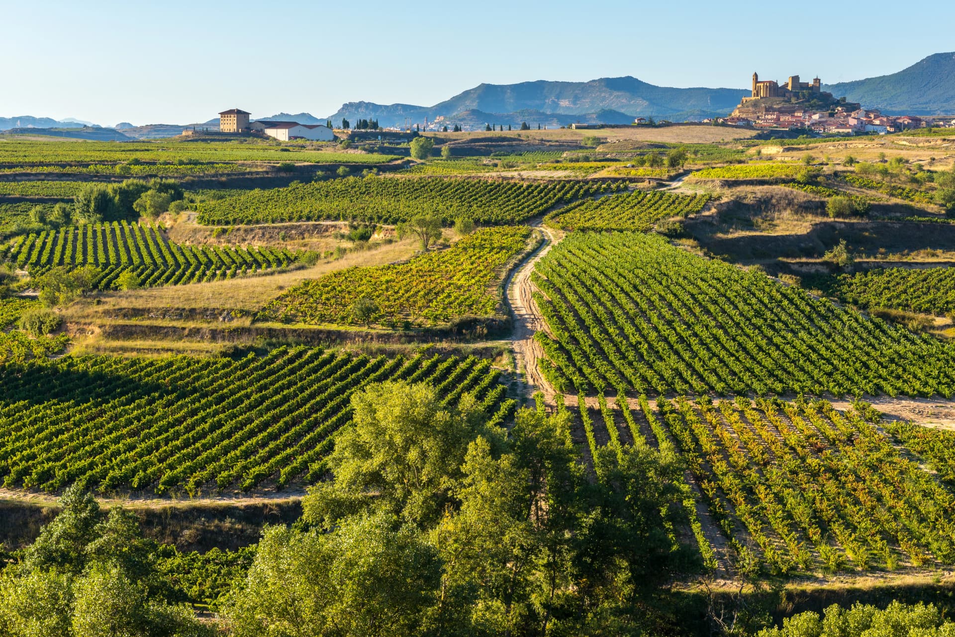 Viñedo in La Rioja