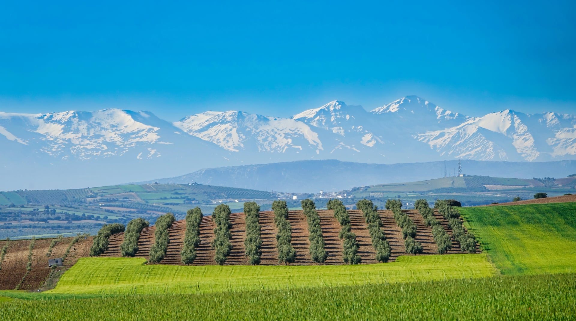 Utsikt over kornfelt og oliventrær på en solfylt vårdag mellom de andalusiske provinsene Jaén og Granada med de snødekte toppene av Sierra Nevada i bakgrunnen