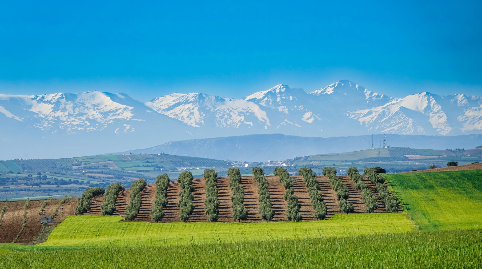 Utsikt over kornfelt og oliventrær på en solfylt vårdag mellom de andalusiske provinsene Jaén og Granada med de snødekte toppene av Sierra Nevada i bakgrunnen