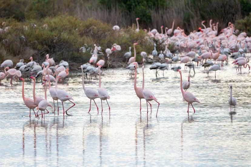 Beautiful group of flamingos walk through the marsh of the Albufera natural park with their beautiful pink colors in Valencia, Spain, Europe