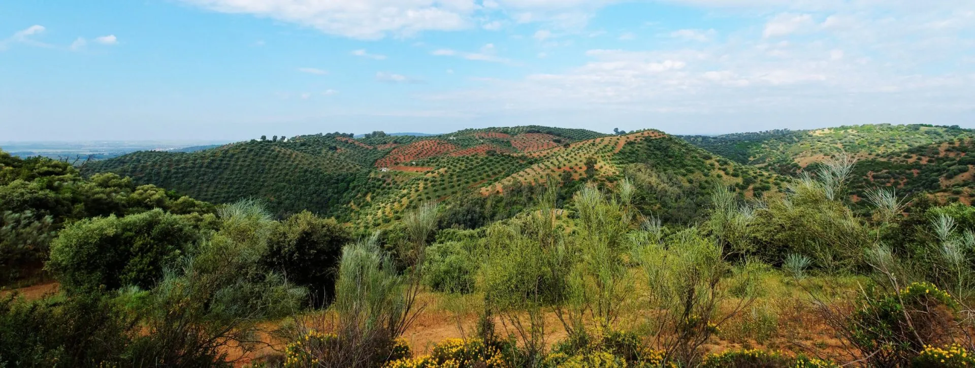 Pittoresk middelhavslandskap med åser dekket av oliventrær nær reservoaret La Brena i Spania.